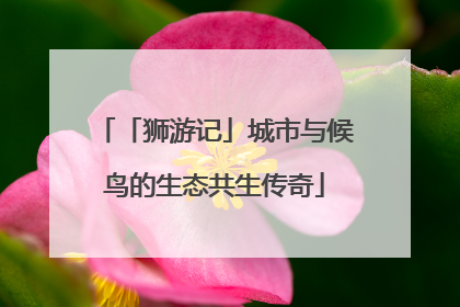 「狮游记」城市与候鸟的生态共生传奇