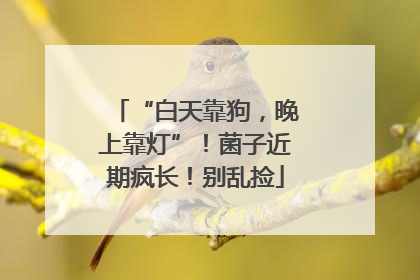 “白天靠狗，晚上靠灯”！菌子近期疯长！别乱捡