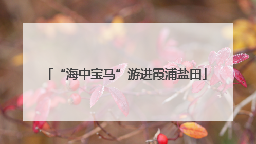 “海中宝马”游进霞浦盐田