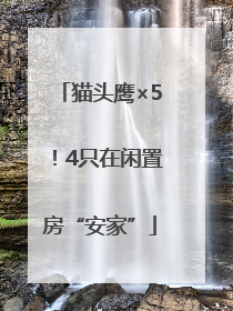猫头鹰×5！4只在闲置房“安家”