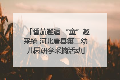 番茄邂逅 “童”趣采摘 河北唐县第二幼儿园研学采摘活动