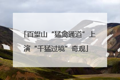 百望山“猛禽通道”上演“千猛过境”奇观
