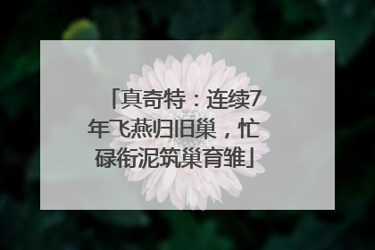 真奇特：连续7年飞燕归旧巢，忙碌衔泥筑巢育雏
