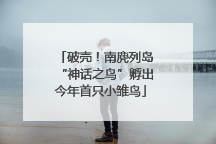 破壳！南麂列岛“神话之鸟”孵出今年首只小雏鸟