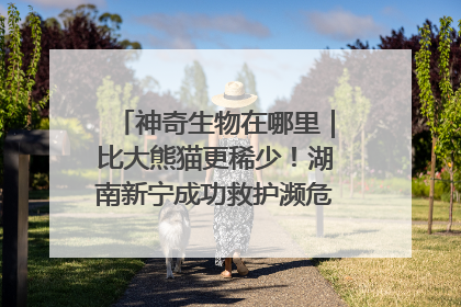 神奇生物在哪里｜比大熊猫更稀少！湖南新宁成功救护濒危鸟类海南鳽