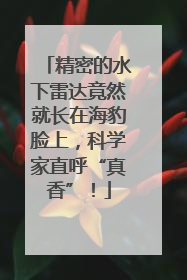 精密的水下雷达竟然就长在海豹脸上，科学家直呼“真香”！