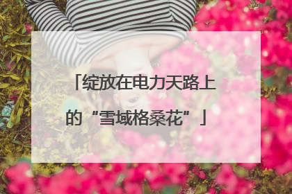 绽放在电力天路上的“雪域格桑花”
