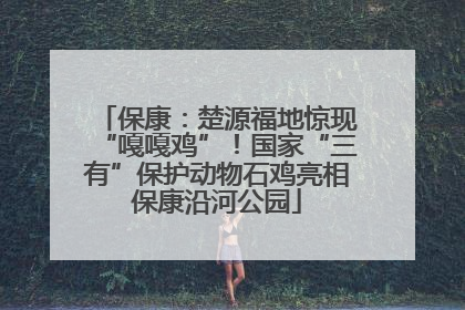 保康：楚源福地惊现“嘎嘎鸡”！国家“三有”保护动物石鸡亮相保康沿河公园