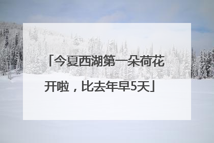 今夏西湖第一朵荷花开啦，比去年早5天