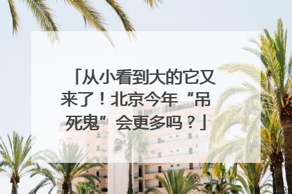 从小看到大的它又来了！北京今年“吊死鬼”会更多吗？