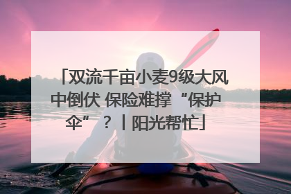 双流千亩小麦9级大风中倒伏 保险难撑“保护伞”？丨阳光帮忙