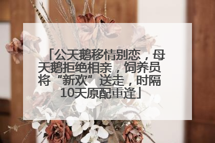 公天鹅移情别恋，母天鹅拒绝相亲，饲养员将“新欢”送走，时隔10天原配重逢