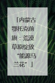 内蒙古鄂托克前旗：荒漠草原绽放“能源马兰花”