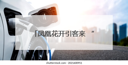凤凰花开引客来 “赏花经济”别样红
