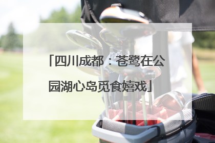 四川成都：苍鹭在公园湖心岛觅食嬉戏
