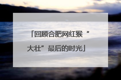 回顾合肥网红猴“大壮”最后的时光