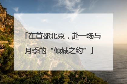在首都北京，赴一场与月季的“倾城之约”