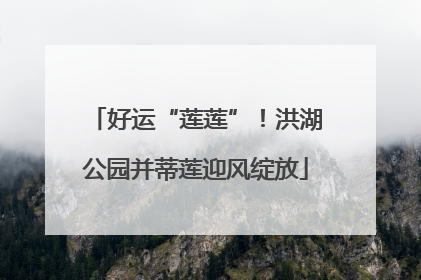 好运“莲莲”！洪湖公园并蒂莲迎风绽放