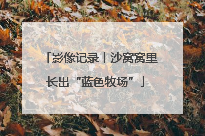影像记录丨沙窝窝里长出“蓝色牧场”