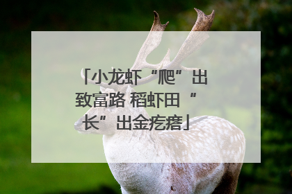 小龙虾“爬”出致富路 稻虾田“长”出金疙瘩