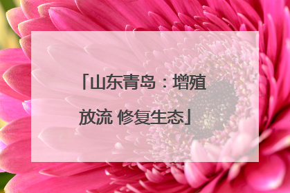山东青岛：增殖放流 修复生态
