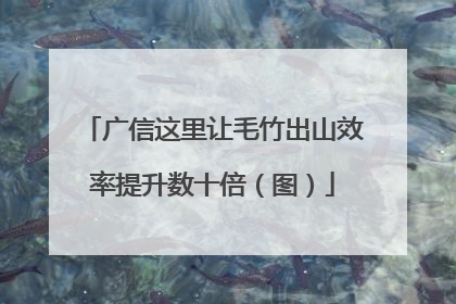 广信这里让毛竹出山效率提升数十倍（图）