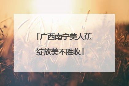 广西南宁美人蕉绽放美不胜收