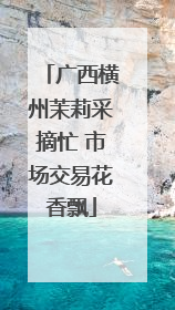 广西横州茉莉采摘忙 市场交易花香飘