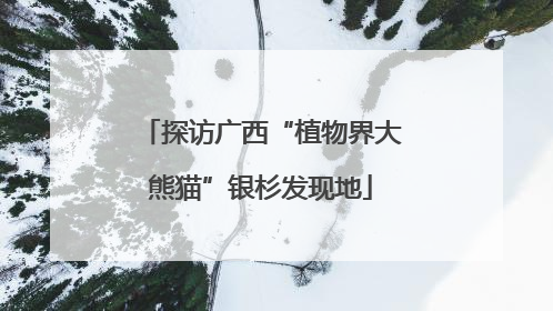 探访广西“植物界大熊猫”银杉发现地
