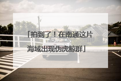 拍到了！在南通这片海域出现伪虎鲸群