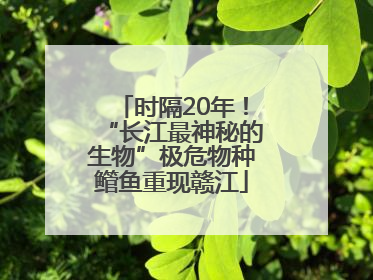 时隔20年！“长江最神秘的生物”极危物种鳤鱼重现赣江