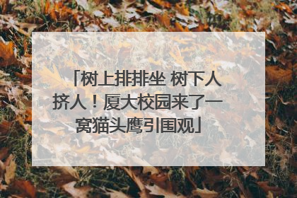 树上排排坐 树下人挤人！厦大校园来了一窝猫头鹰引围观