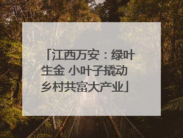 江西万安：绿叶生金 小叶子撬动乡村共富大产业