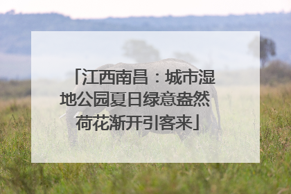 江西南昌：城市湿地公园夏日绿意盎然 荷花渐开引客来