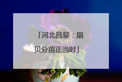 河北昌黎：扇贝分苗正当时