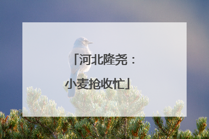 河北隆尧：小麦抢收忙