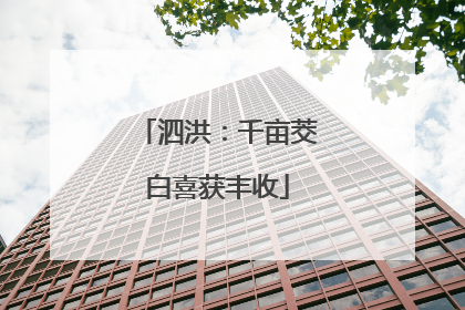 泗洪：千亩茭白喜获丰收