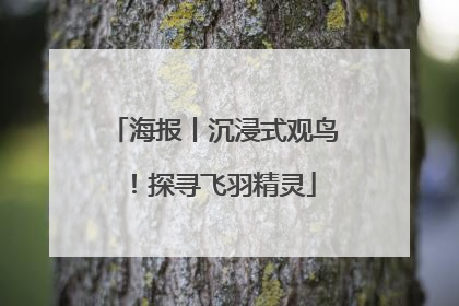 海报丨沉浸式观鸟！探寻飞羽精灵