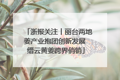 浙报关注丨丽台两地姜产业抱团创新发展 缙云黄姜跨界俏销