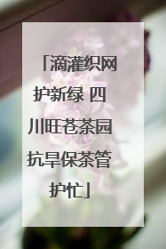 滴灌织网护新绿 四川旺苍茶园抗旱保茶管护忙