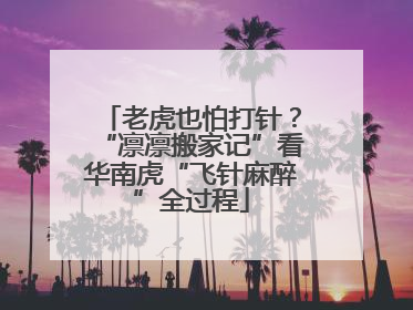 老虎也怕打针？“凛凛搬家记”看华南虎“飞针麻醉”全过程