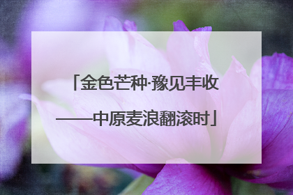 金色芒种·豫见丰收——中原麦浪翻滚时