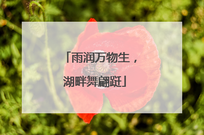 雨润万物生，湖畔舞翩跹