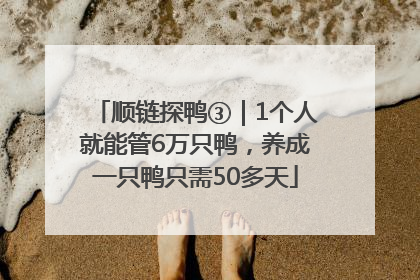 顺链探鸭③｜1个人就能管6万只鸭，养成一只鸭只需50多天