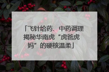 飞针给药、中药调理 揭秘华南虎“虎爸虎妈”的硬核温柔