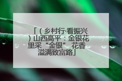（乡村行·看振兴）山西高平：金银花里采“金银” 花香溢满致富路