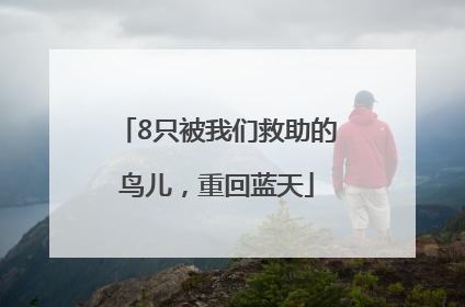 8只被我们救助的鸟儿，重回蓝天